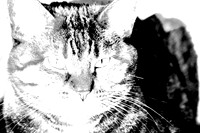 Charcol sketch of a cat