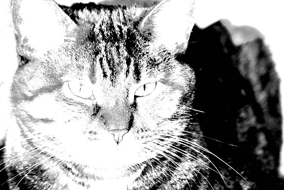 Charcol sketch of a cat