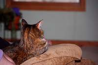 My Cat